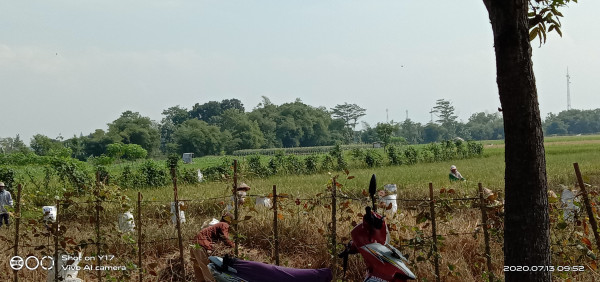 Panen hasil pertanian sawah