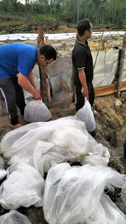 kegiatan hari ini pelepasan benih ikan oleh kepala desa sungai keramat