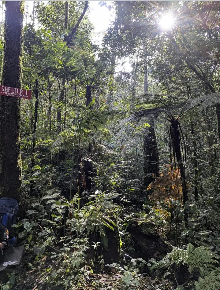 wisata hutan tropis