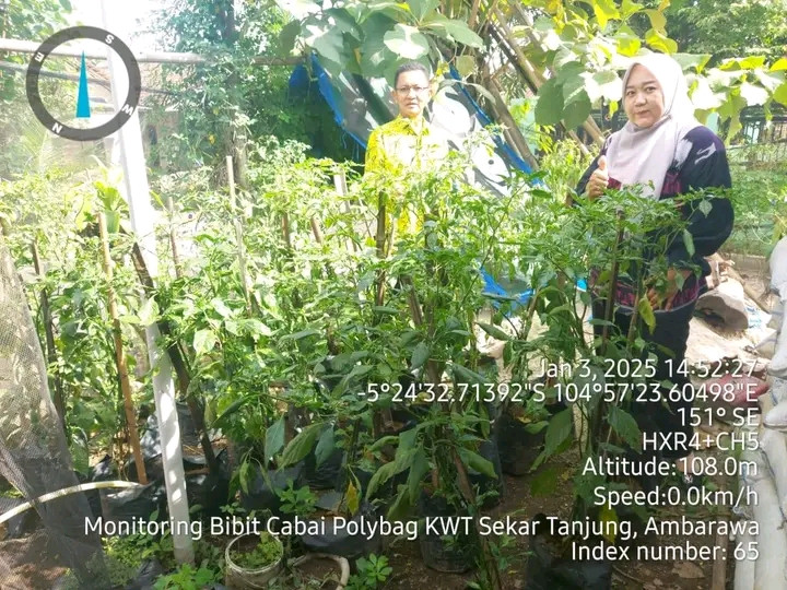 monitoring bibit cabai