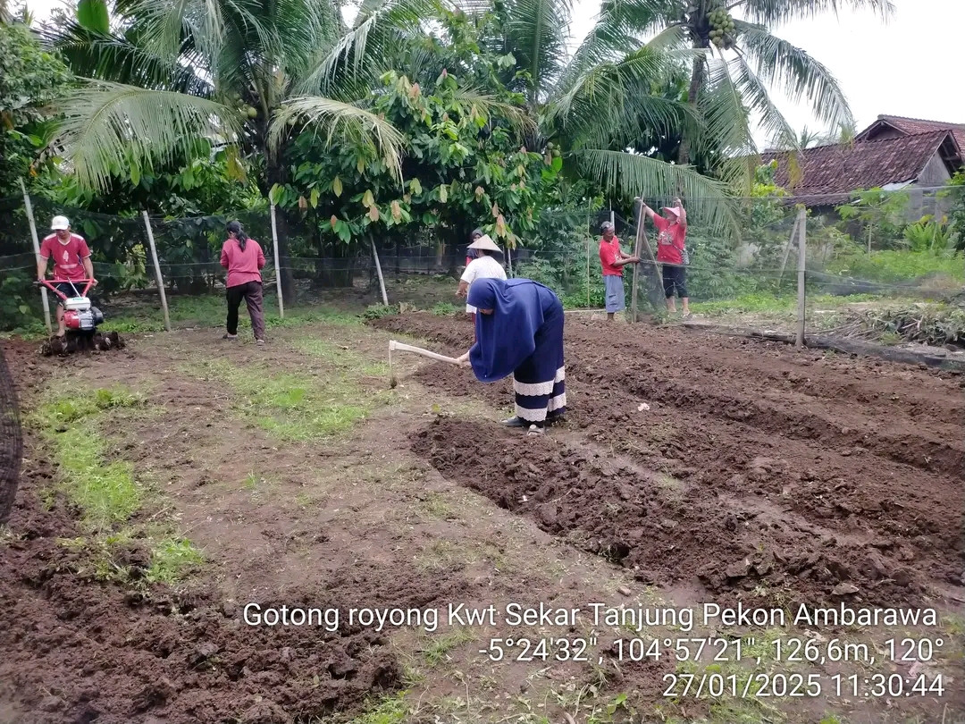 Gotong royong kwt sekar tanjung