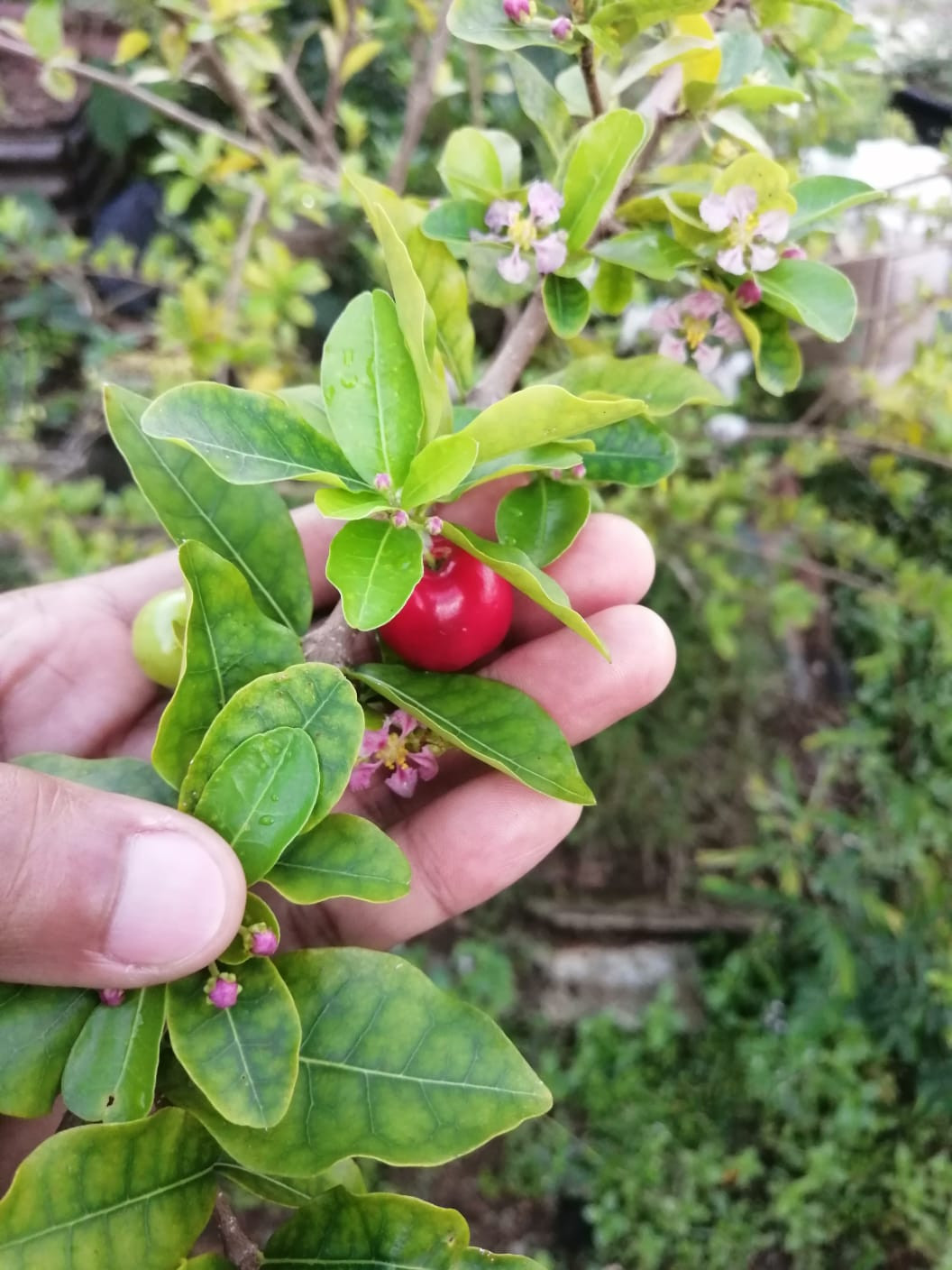 buah pohon barbados