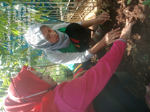 Penanaman Bibit Pohon Alpukat