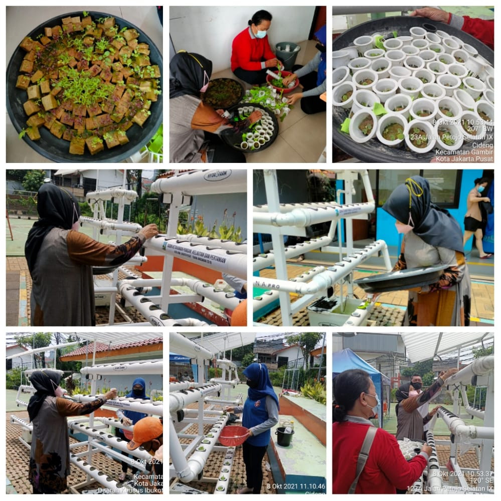 Pemindahan Semaian Tanaman Hydroponik