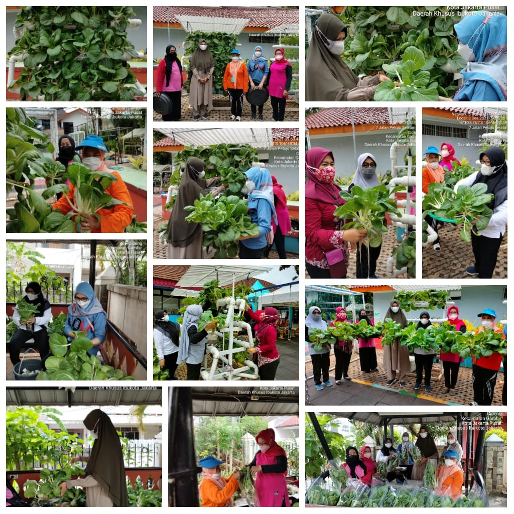 Panen Tanaman Hidroponik Rptra Mustika