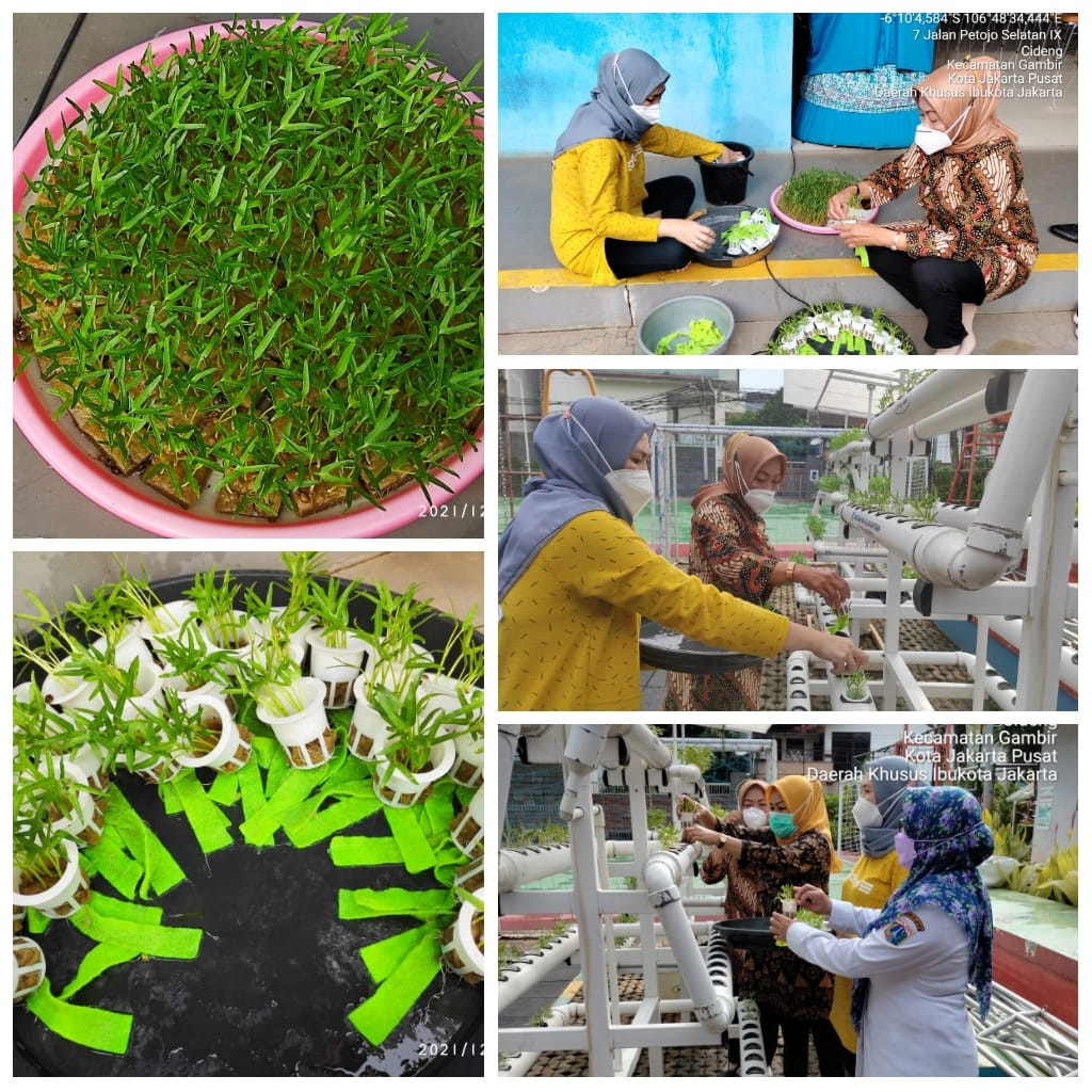 Pemindahan Semaian Tanaman Hidroponik