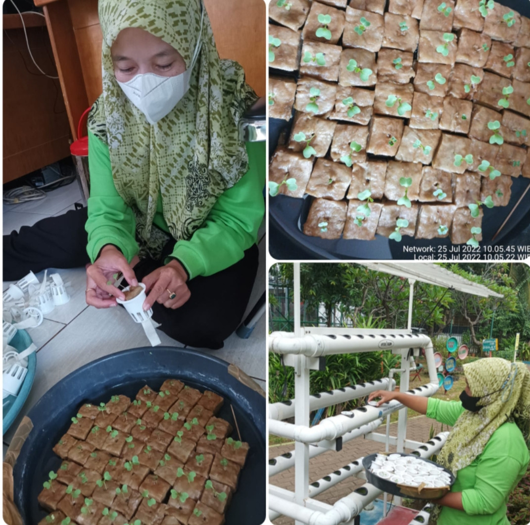 Pemindahan semaian bibit sawi pagoda