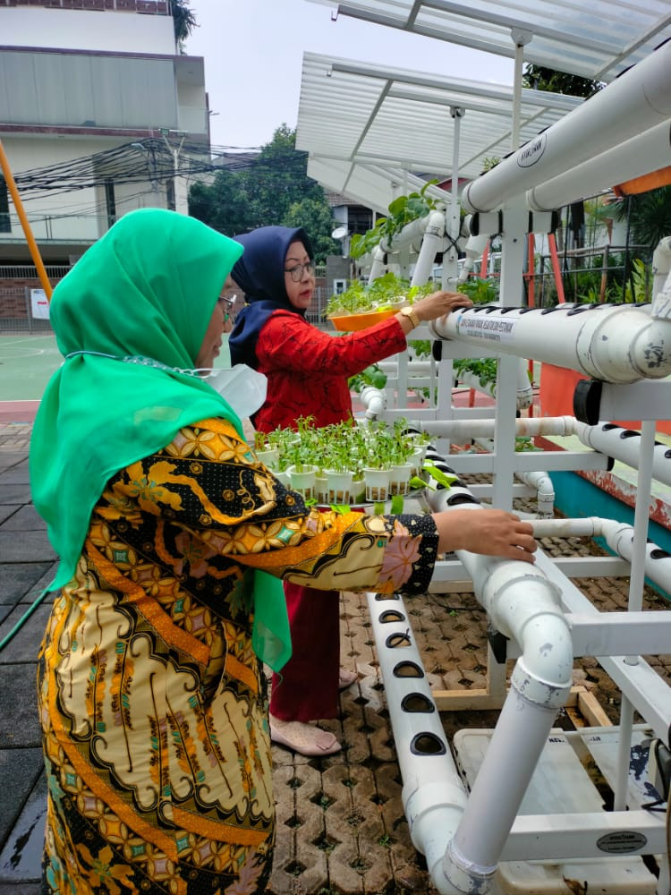 Pemindahan Semaian Tanaman Kangkung