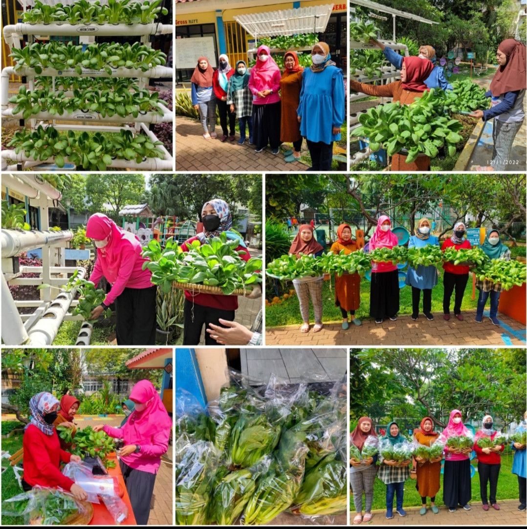 Panen pakcoy hidroponik