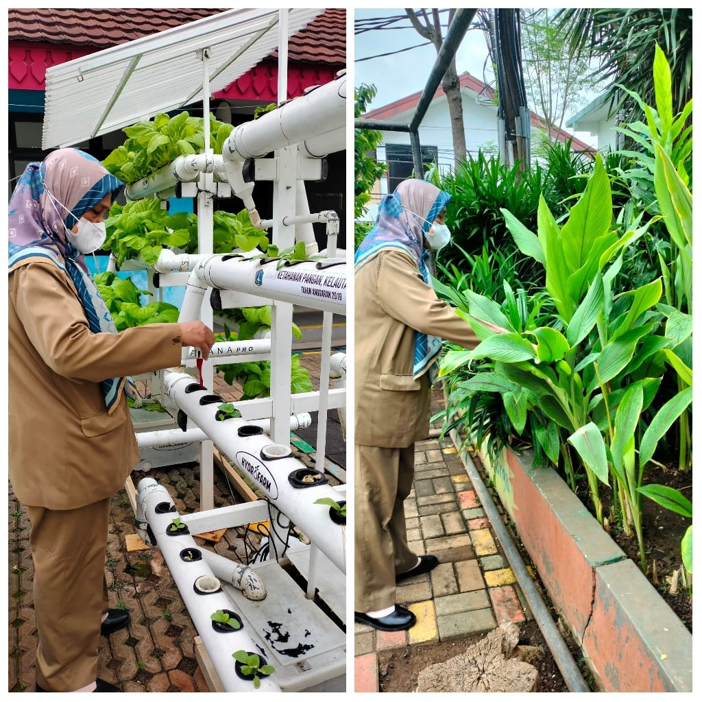 Monitoring Tanaman Hidroponik