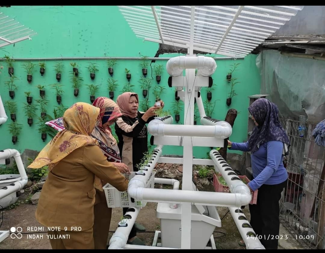 Pemindahan Semaian Tanaman Hydroponik