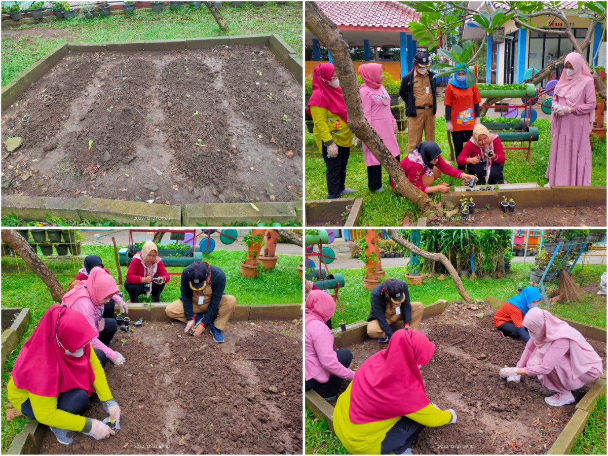 Menanam semaian Melon