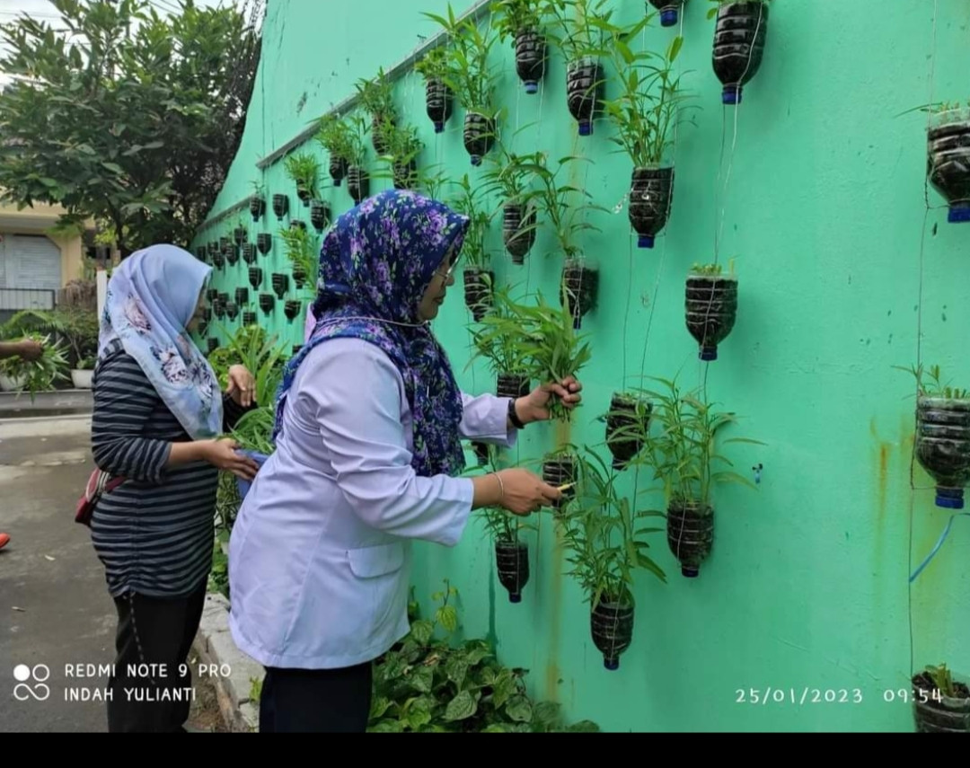 Panen Sayuran Kangkung dan Caisim