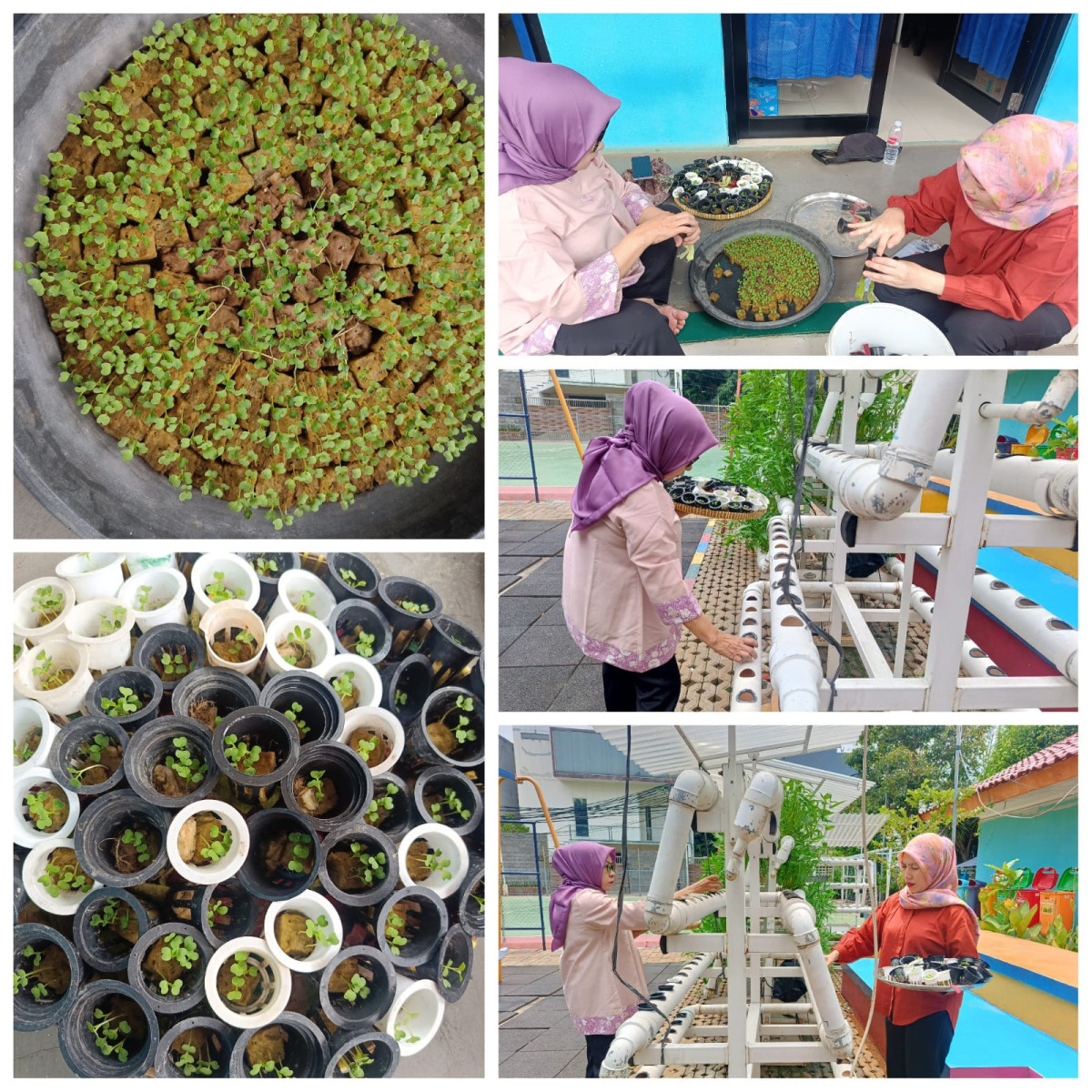 Pemindahan semaian Pakcoy ke sistem hidroponik