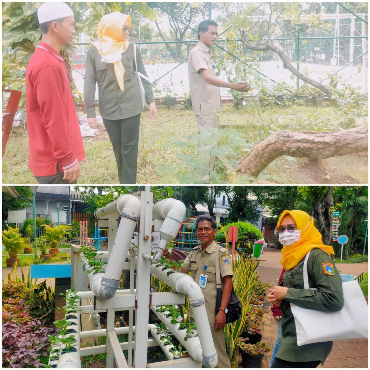 Monitoring Tanaman oleh Sudin KPKP Jakarta Pusat