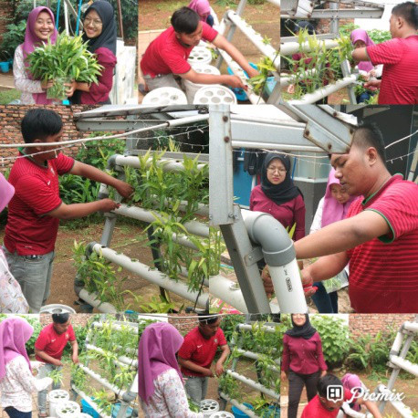 Panen Kangkung Hydroponik RPTRA Kampung Benda 