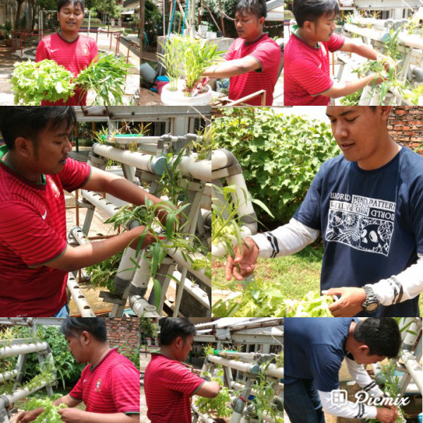 Kegiatan Panen Kangkung dan Selada RPTRA Kampung Benda