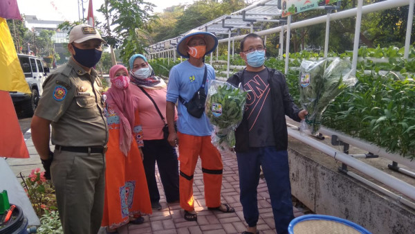 Panen sayur Hidroponik di jln cempaka putih tengah 33 RW 04