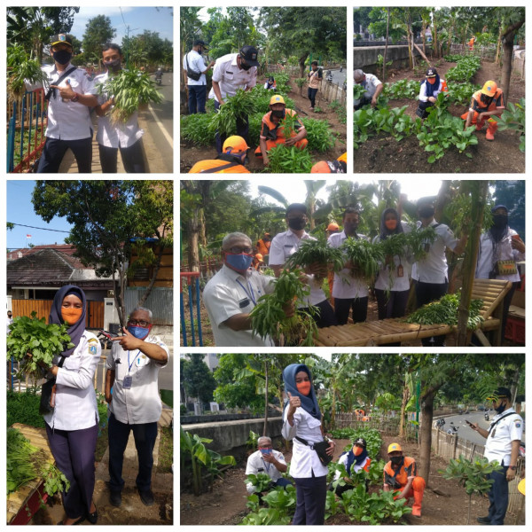 Kegiatan panen tanaman sayur kangkung, bayam dan sawi jumbo di urban farming di RW 08 Kel CPT