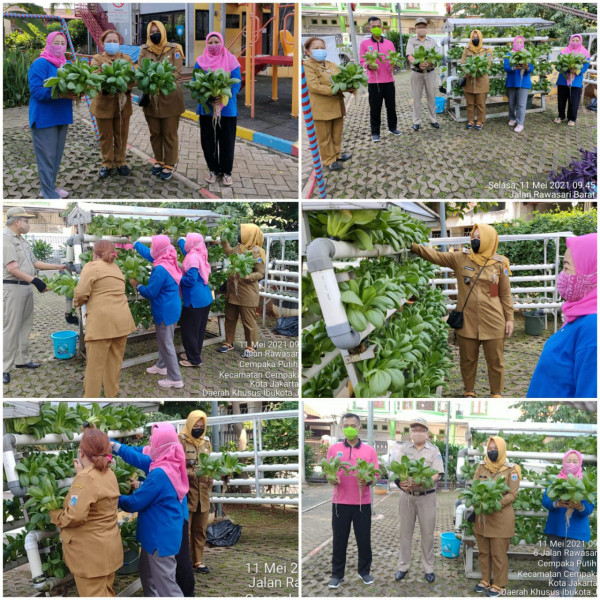 Kegiatan Panen sayur Hidroponik Pokcoi Di RPTRA Beringin