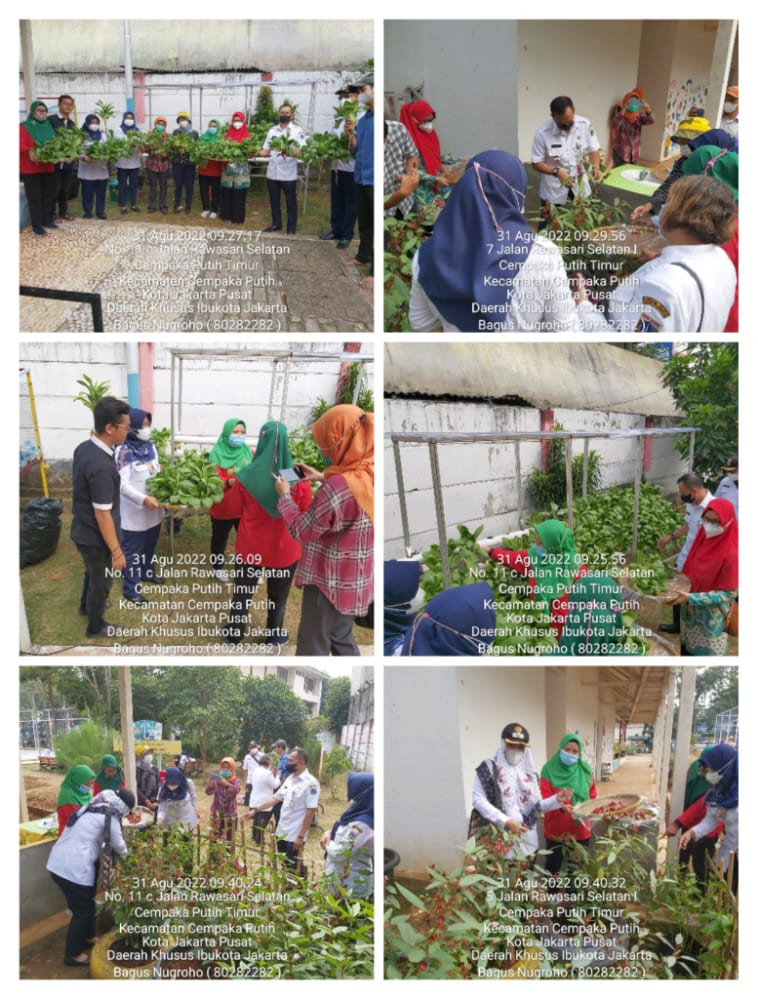 Panen Pakcoy dan Bunga Rosela di RPTRA Anggrek.
