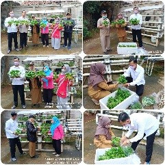 Kegiatan panen sayur daun hidroponik sawi pakcoy