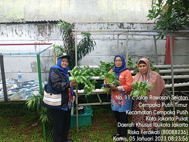 Panen bersama Kasatpel KPKP Kec. Cempaka Putih Ibu Yuna, Kasatpel PPAPP Kec.  Cempaka Putih Ibu Narisem, PKB Bapak Effendy