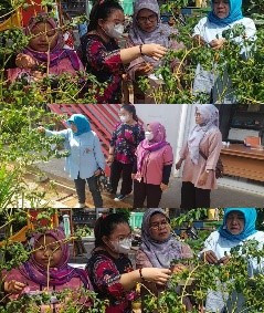 Kegiatan Panen Cabe dengan PIC Pokja 3 Kec CP Ibu Heny Agus dan Mba Alicia permata, PIC Pokja 3 Kel. CPT Ibu Hj. Sutari dan Ibu Endang di Rptra Beringin
