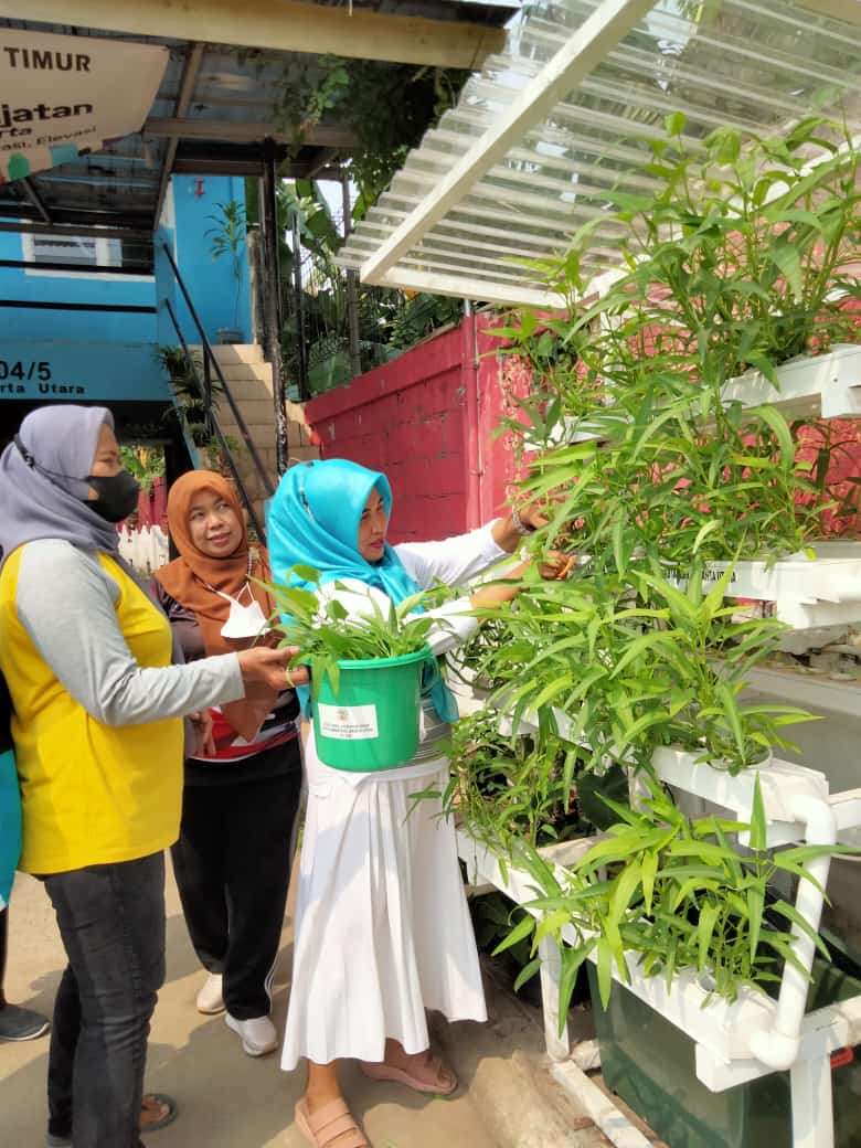 Panen Kangkung Rw004