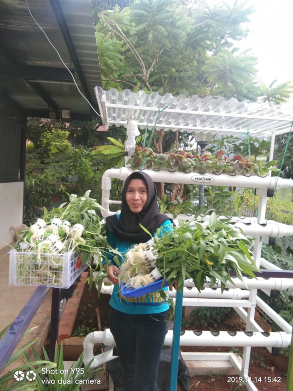 Menanam Tanaman Toga dengan Hidroponik