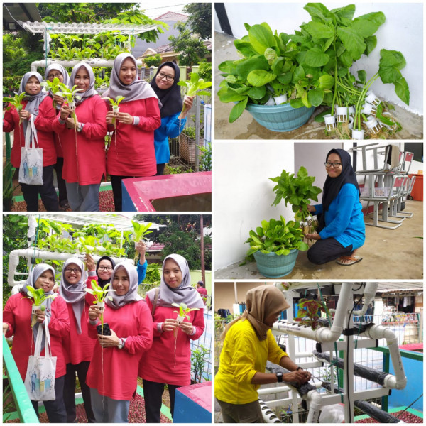 Panen Hidroponik (Bayam dan Sawi)