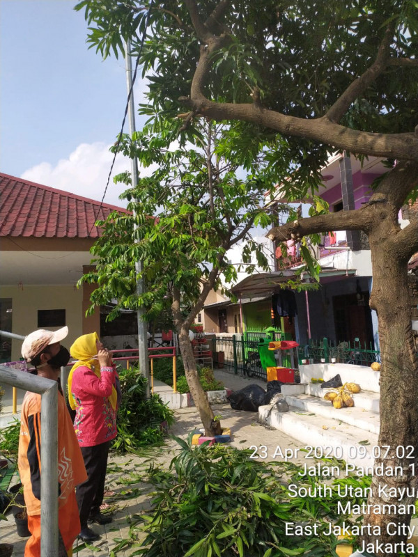 Kegiatan Monitoring Penopingan Pohon Di Rptra Puspa Hati