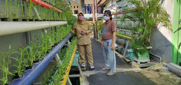 Monitoring tanaman hidroponik di RW 006