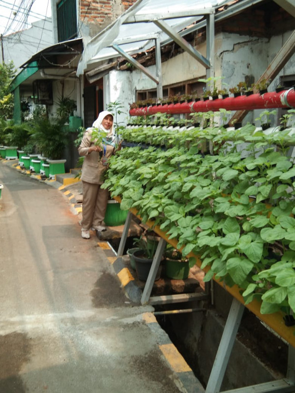 Monitoring Tanaman Hidroponik di Kampung Sehat RW 06 