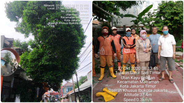 Penopingan Pohon Rawan Tumbang 