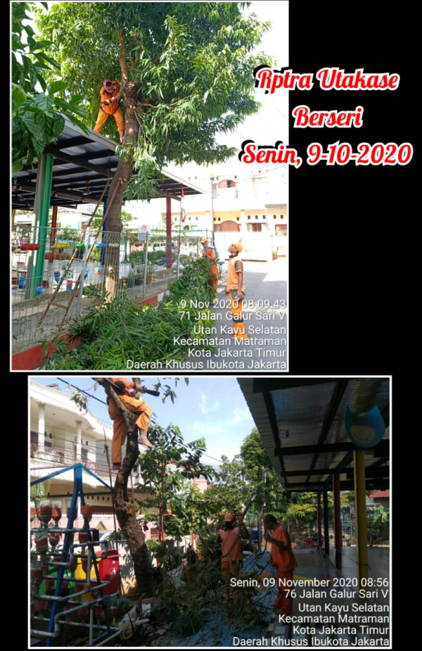 Penopingan Pohon Glodokan Tiang dan Pohon Mangga Oleh Team PPSU Kelurahan Utan Kayu Selatan