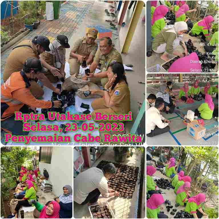 Penyemaian Bibit Cabe Rawita