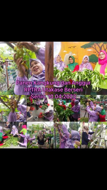 Panen Kangkung dan Anggur Bersama PKK Kelurahan dan PKK Kecamatan