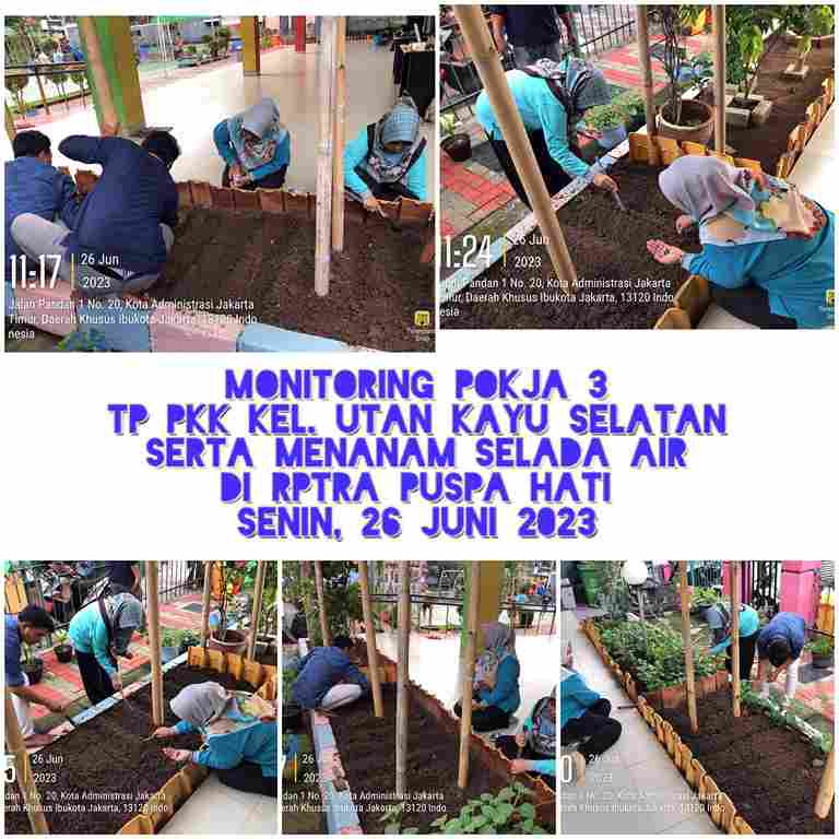 Menanam Bibit Selada Air dengan Pokja III TP. PKK Kel. UKS