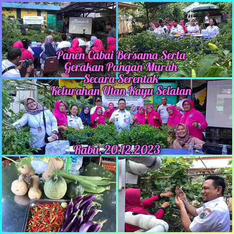 Panen Cabai Bersama serta Gerakan Pangan Murah Secara Serentak