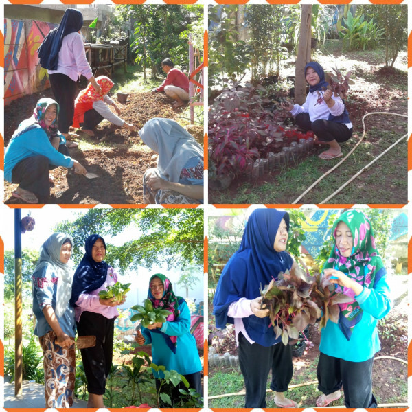 Panen sayur bayam merah dan pokcay