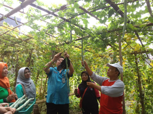 Panen Sawi dan Pare Belut RW 09