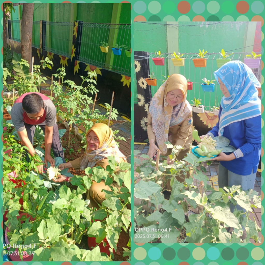 PANEN KEMBANG KOL DAN TERONG