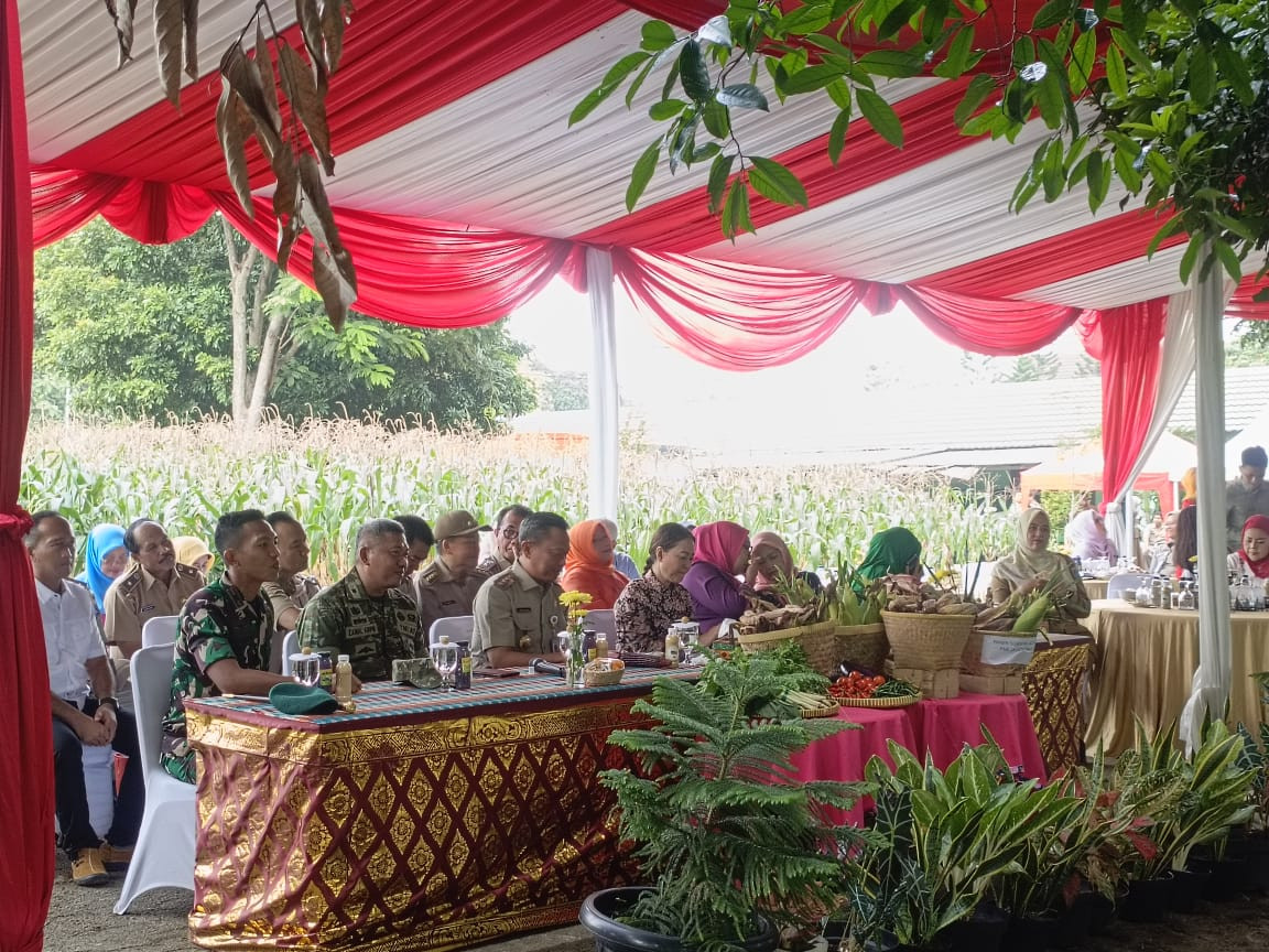 ZOOM PANEN RAYA SERENTAK TANAMAN JAGUNG