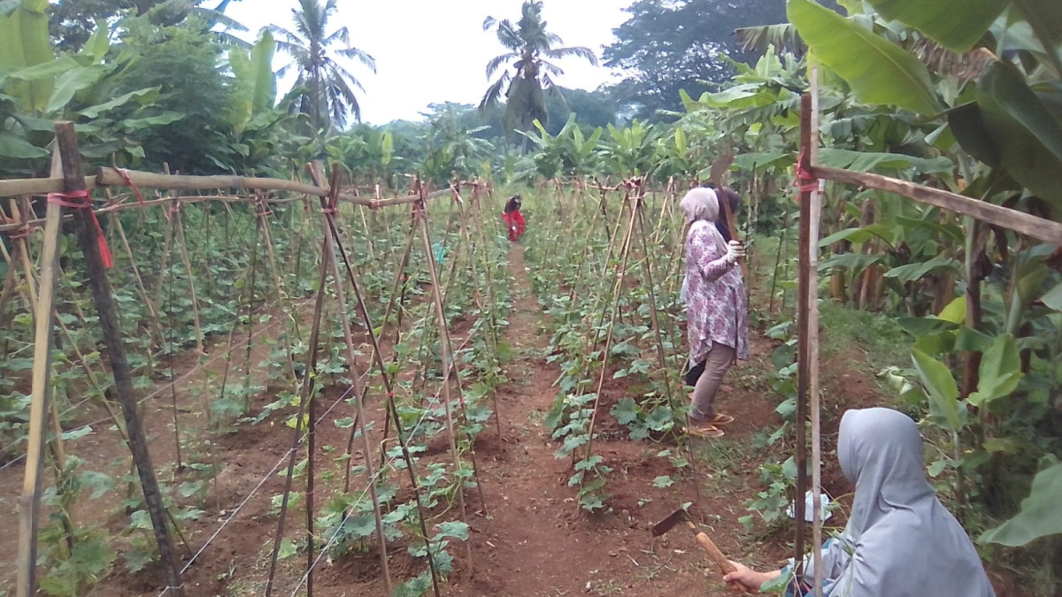 GIAT KELOMPOK WANITA TANI DI KAMPUNG KB