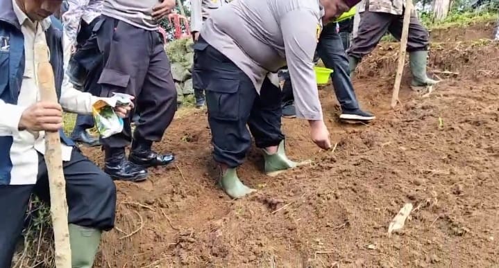 Program Penanaman Jagung Serentak Kuartal IV Polsek Bojong Polres Purwakarta