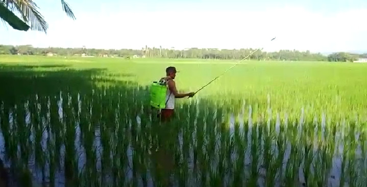 Penyemprotan tanaman padi dg mengaplikasikan semprot biosaka oleh kelompok tani k KB Bhakti ibu