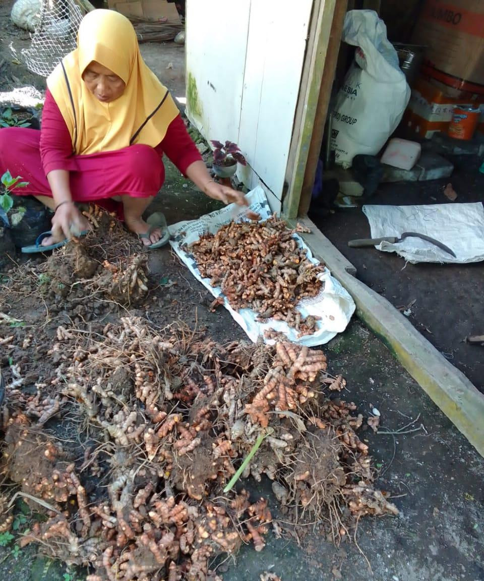 peanenan tanaman toga berupa kunyit