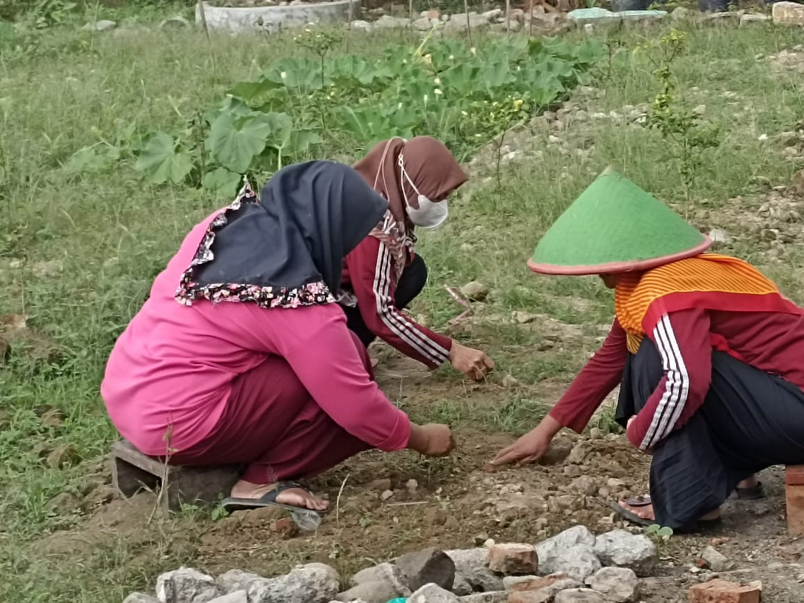 pengolahan tanah untuk media tanam