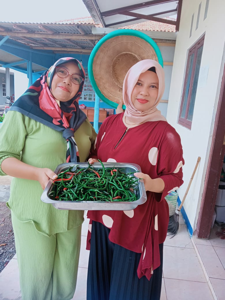 Panen Cabe Gede